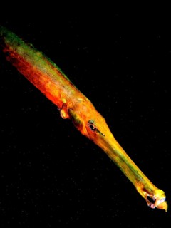 Atlantic cornetfish (Aulostomus strigosus) against a dark background in the sea. Dive site El