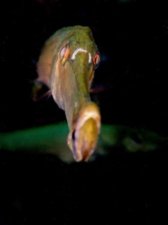 Portrait of Atlantic cornetfish (Aulostomus strigosus) in front of a dark underwater background.