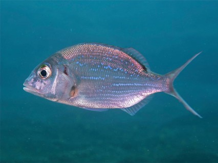 A silvery-blue fish, Canary bream (Dentex canariensis), swims in the blue waters of the ocean. Dive