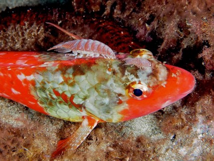 2 specimens of fish isopod (Anilocra), parasite, on Mediterranean parrotfish (Sparisoma cretense) .