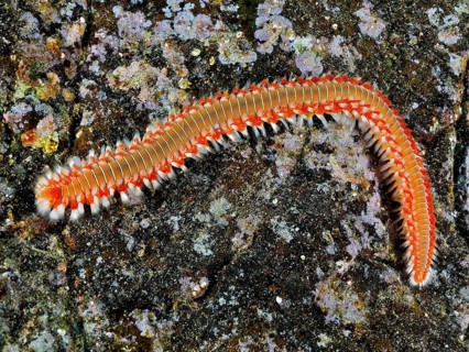 An orange-brown firebrush worm (Hermodice carunculata) on a structured stone surface. Dive site El