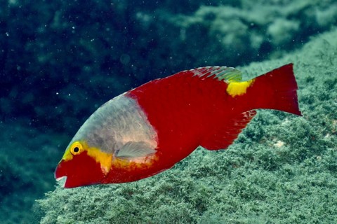 A red Mediterranean parrotfish (Sparisoma cretense) swims alone in the sea. Dive site El Cabron