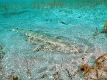 Angel shark (Squatina squatina) is well camouflaged on the sandy seabed, dive site El Cabron Marine