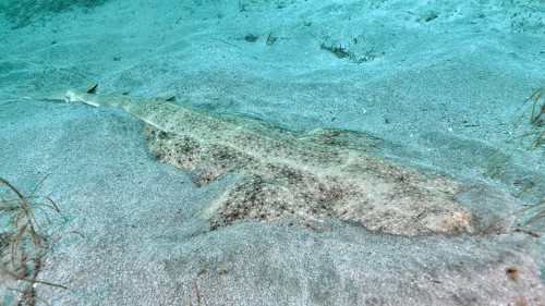 Camouflaged angel shark (Squatina squatina) lies on the sandy seabed. Dive site El Cabron Marine