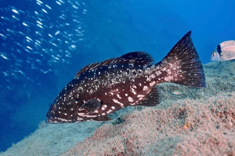 A dusky grouper (Epinephelus marginatus) swims in the sea. Dive site El Cabron Marine Reserve,
