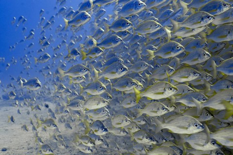 Large shoal of bastard grunt (Pomadasys incisus) swimming underwater in the blue sea. Dive site