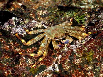 Brown nimble spray crab (Percnon gibbesi) on a rock covered with algae in the sea. Dive site Pasito