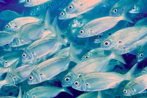 A shoal of shiny fish, armpit seabream (Pagellus acarne), swims in the sea. Dive site El Cabron