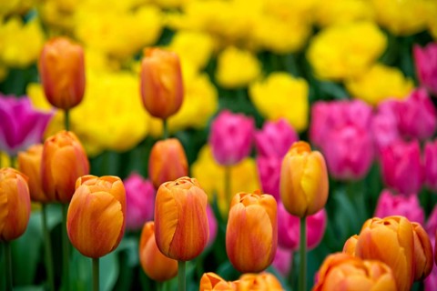 Detail view of tulips field in Amsterdam, Holland