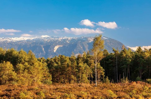 Schonramer Filz, a raised bog near Traunstein, Bavaria in the evening light