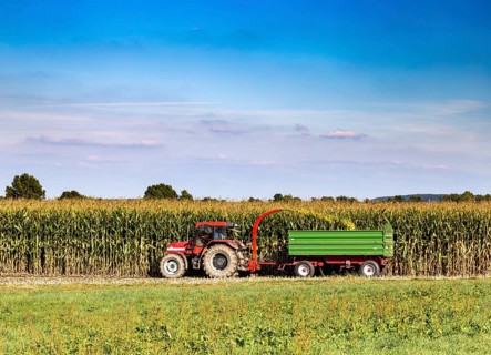 Maize harvest