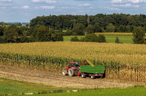 Maize harvest