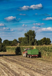 Maize harvest