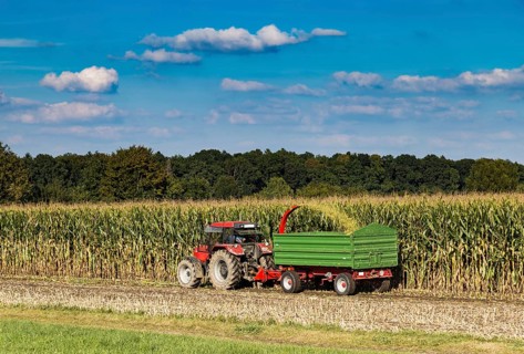 Maize harvest