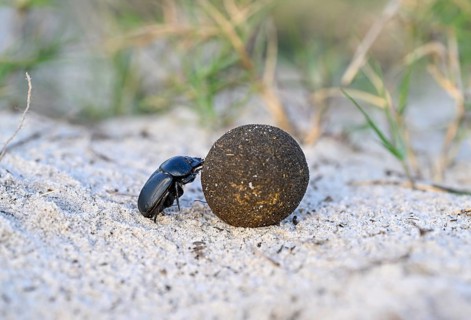 Dung beetle (Catharsius gorilla) rolling a dung ball, Loango National Park, Parc National de