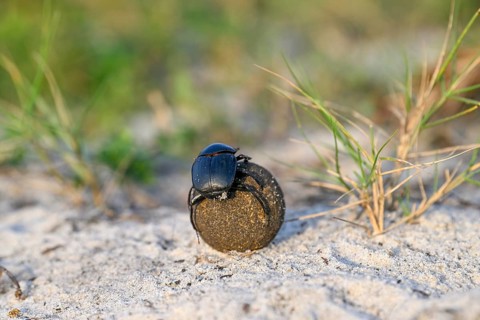 Dung beetle (Catharsius gorilla) rolling a dung ball, Loango National Park, Parc National de