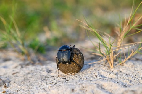 Dung beetle (Catharsius gorilla) rolling a dung ball, Loango National Park, Parc National de