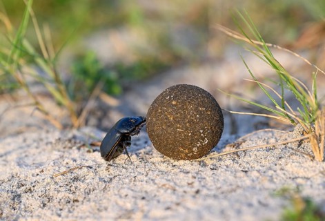 Dung beetle (Catharsius gorilla) rolling a dung ball, Loango National Park, Parc National de