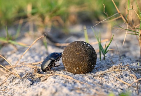 Dung beetle (Catharsius gorilla) rolling a dung ball, Loango National Park, Parc National de