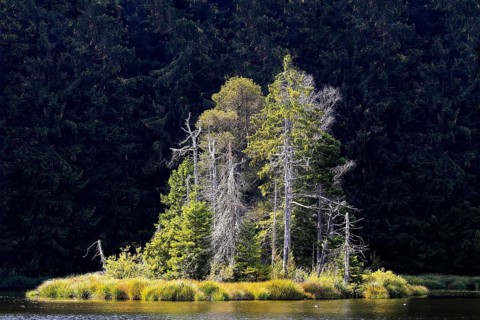 Group of trees on an island in the lake