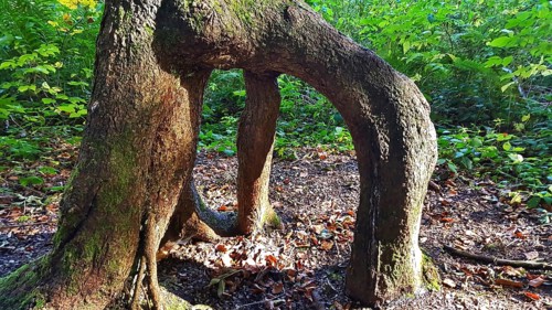 Branched tree root