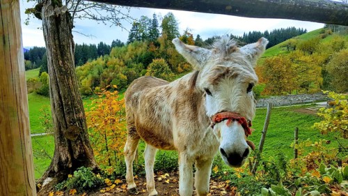 Donkey with a trusting look