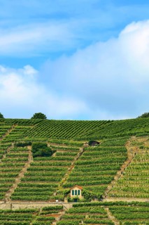 Mundelsheim am Neckar a wine region near Stuttgart