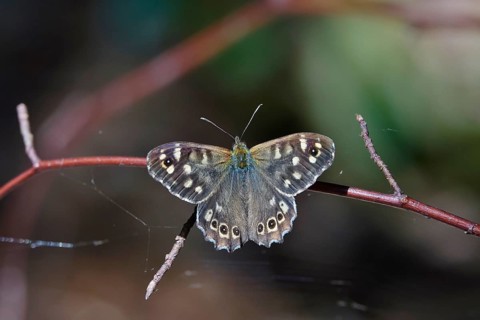 Speckled wood (Pararge aegeria), June, Saxony, Germany, Europe
