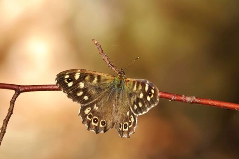 Speckled wood (Pararge aegeria), June, Saxony, Germany, Europe