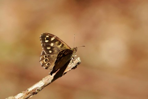 Speckled wood (Pararge aegeria), June, Saxony, Germany, Europe