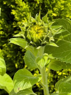 Flower head of common sunflower (Helianthus annuus) with visible still closed flower yellow petals,