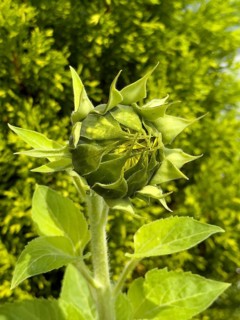 Common sunflower (Helianthus annuus) has formed flower head Flower is still closed, Germany, Europe