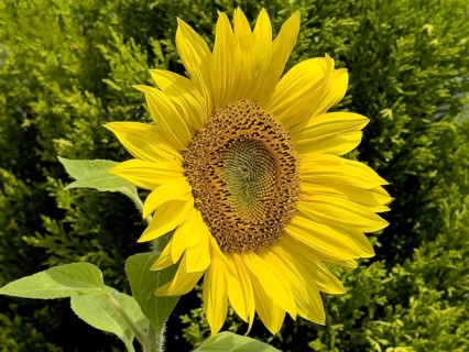 Common sunflower (Helianthus annuus) bears has opened flower with yellow petals forms fresh
