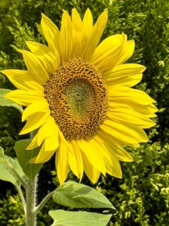 Common sunflower (Helianthus annuus) bears has opened flower with yellow petals forms fresh