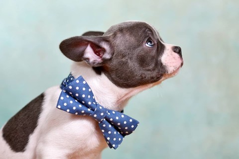 Portrait of pied French Bulldog puppy with bow tie and long nose