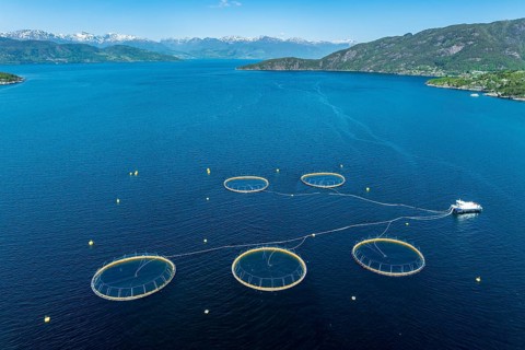Floating cages of a salmon farm, Hardangerfjord near Jondal, aerial view, Hardanger, Norway, Europe
