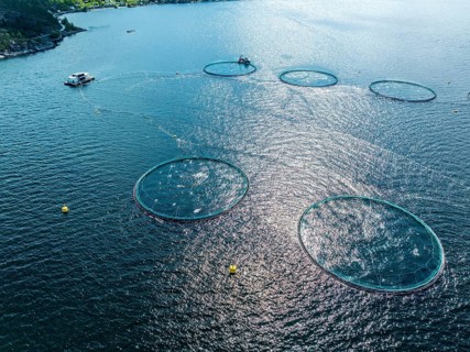 Floating cages of a salmon farm, Hardangerfjord near Jondal, aerial view, Hardanger, Norway, Europe