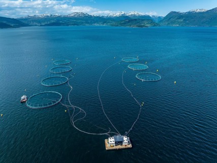 Floating cages of a salmon farm, Hardangerfjord near Jondal, aerial view, Hardanger, Norway, Europe