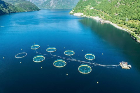Floating cages of a salmon farm, Hardangerfjord near Bondhus, aerial view, Hardanger, Norway,