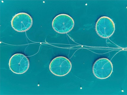Floating cages of a salmon farm, Hardangerfjord near Bondhus, aerial view, Hardanger, Norway,