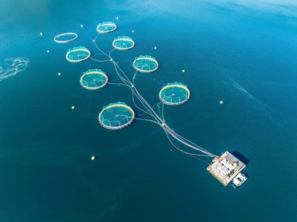 Floating cages of a salmon farm, Hardangerfjord near Bondhus, aerial view, Hardanger, Norway,