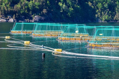 Floating cages of a salmon farm, Hardangerfjord near Bondhus, Hardanger, Norway, Europe