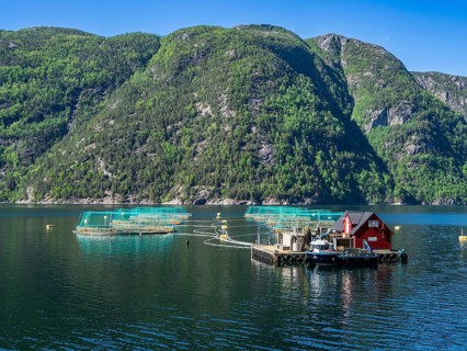 Floating cages of a salmon farm, Hardangerfjord near Bondhus, Hardanger, Norway, Europe