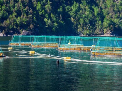 Floating cages of a salmon farm, Hardangerfjord near Bondhus, Hardanger, Norway, Europe