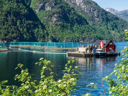 Floating cages of a salmon farm, Hardangerfjord near Bondhus, Hardanger, Norway, Europe