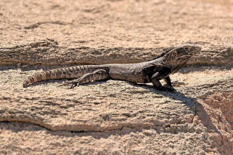 Chuckwalla, (Common Chuckwalla ater), adult, on the ground, foraging, Sonoran Desert, Arizona,