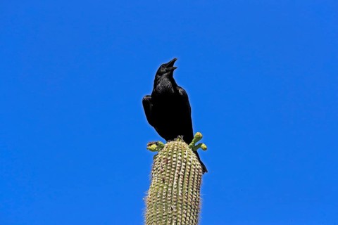 Chihuahuan raven (Corvus cryptoleucus), adult, calling, on saguaro cactus, Sonoran Desert, Arizona,