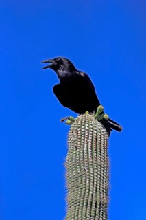 Chihuahuan raven (Corvus cryptoleucus), adult, calling, on saguaro cactus, Sonoran Desert, Arizona,
