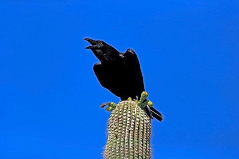Chihuahuan raven (Corvus cryptoleucus), adult, calling, on saguaro cactus, Sonoran Desert, Arizona,