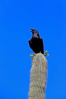 Chihuahuan raven (Corvus cryptoleucus), adult, calling, on saguaro cactus, Sonoran Desert, Arizona,